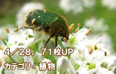 �S�^�Q�W�J�e�S���A���f�ގʐ^�V�P���t�o